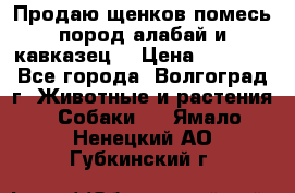 Продаю щенков помесь пород алабай и кавказец. › Цена ­ 1 500 - Все города, Волгоград г. Животные и растения » Собаки   . Ямало-Ненецкий АО,Губкинский г.